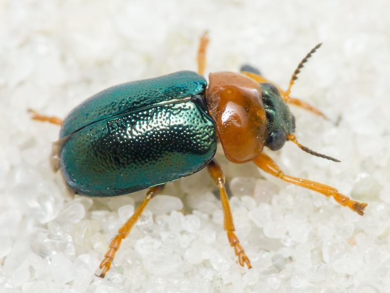 Smaragdina salicina (Scopoli, 1763)